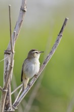 Reed warbler (Acrocephalus schoenobaenus) singing in a shrub, natural habitat, wildlife, Lembruch,