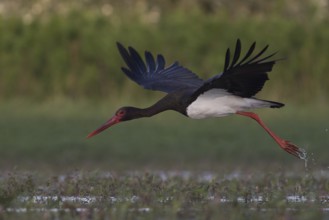 Black Stork (Ciconia nigra) flying, Tiszaalpár, Hungary
