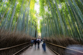 Visitors on their way through bamboo forest, motion blur, long exposure, towering bamboo stems in