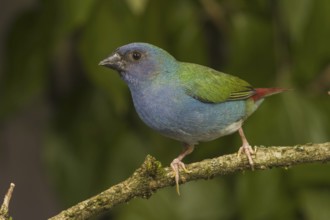 Tricolored Parrotfinch (Erythrura tricolor)