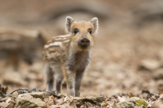Wild boar (Sus scrofa) piglet standing in a forest, Bavaria, Germany