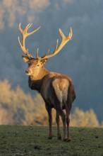 A red deer stag (Cervus elaphus) stands in a meadow in the low light of a winter's day and looks