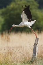 White Stork (Ciconia ciconia), North Rhine-Westphalia, Germany
