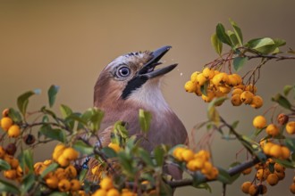 Eurasian Jay (Garrulus glandarius), Saxony-Anhalt, Germany
