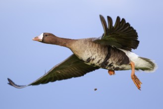 Greater White-fronted Goose (Anser albifrons) flying, North Rhine-Westphalia, Germany