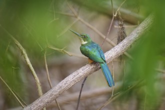 A tropical bird sitting on a branch surrounded by green foliage, Rufous-tailed jacamar (Galbula