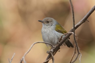 Green-backed Camaroptera (Camaroptera brachyura), Gambia