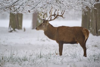 A resting deer in a snowy forest, trees in the background, winter, red deer (Cervus elaphus),