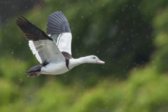 Raja Shelduck (Radjah radjah) in a awertland area in Papua New Guinea