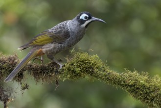 Belford's Melidectes (Melidectes belfordi) perched on a branch in Papua New Guinea