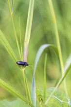 Click beetle (Cerophytidae) sitting on a blade of grass in a meadow