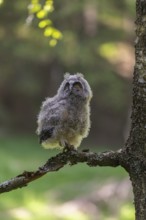One young long-eared owl (Asio otus), sitting on a branch of a tree. Green vegetation in the