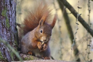 Squirrel, winter, Germany