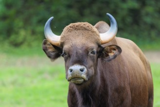 Portrait of a male Gaur (Bos gaurus gaurus) on a pasture. Indian subcontinent and Southeast Asia