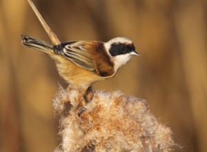 Eurasian Penduline Tit (Remiz pendulinus) male perched on a cattail, Lisbon, Portugal
