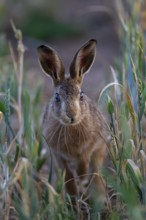 European brown hare (Lepus europaeus) adult animal in a farmland cereal crop, Suffolk, England,