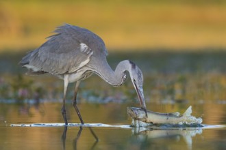 Grey Heron (Ardea cinerea) with fish prey in beak, Tiszaalpár, Hungary