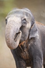 African bush elephant (Loxodonta africana), portrait, captive, distribution Africa