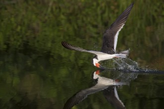 Black Skimmer (Rynchops niger) skimming, New York, USA