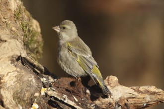 Greenfinch (Chloris chloris) at the winter feeding station in the forest, Allgäu, Bavaria, Germany