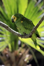 Yellow-headed Amazon (Amazona oratrix), adult, on wait, on tree, Central America, Central America