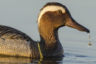 Garganey (Spatula querquedula) male, Schleswig-Holstein, Germany