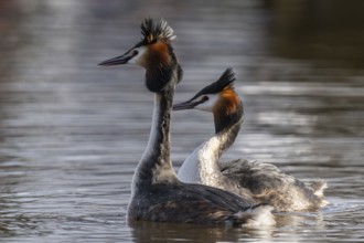 Great Crested Grebe (Podiceps Scalloped ribbonfish) Courtship, Emsland, Lower Saxony, Germany