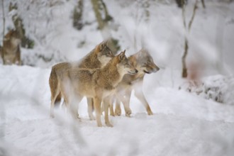 Three wolves standing together in the snowy forest, their attitude is attentive, Winter, Wolf
