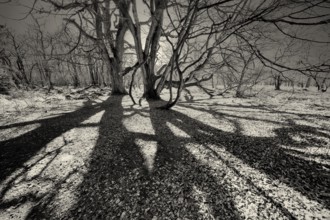 Dwarf Beech, Primeval forest Urwald Sababurg, Hofgeismar, Weser Uplands, Weserbergland, Hesse,