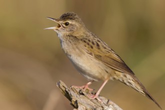 Field warbler, (Locustella naevia), Animals, Birds, Songbirds, Perching bird, Family of the whisker
