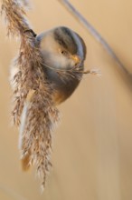 Bearded Reedling (Panurus biarmicus) female foraging, Saxony, Germany