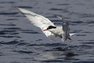 Arctic Tern (Sterna paradisaea) hunting, Scotland, United Kingdom