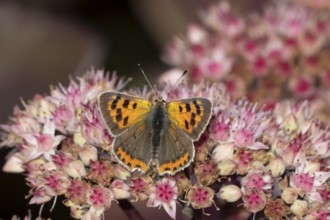Small copper butterfly (Lycaena phlaeas) adult insect feeding on a garden Sedum flower in summer,