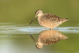 Long-billed Dowitcher (Limnodromus scolopaceus) foraging, Texas, USA