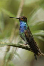 White-tailed Hillstar (Urochroa bougueri) perched on a branch in the Andes mountains in Colombia
