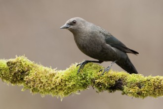 Brewer's Blackbird (Euphagus cyanocephalus), British Columbia, Canada
