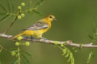Orchard Oriole (Icterus spurius) female perched on a branch, Texas, USA