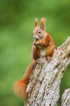 Red squirrel (Sciurus vulgaris) sitting on an old wrotten tree trunk in a forest, Bavaria, Gernany