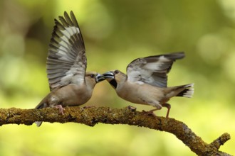 Appelvink vrouwen vechtend op een tak, Hawfinch females fighting on a branch