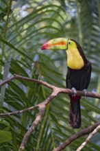 Fishing toucan (Ramphastos sulfuratus) Costa Rica