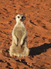 A meerkat stands on its hind legs in the warm sand under the sun, Meerkat (Suricata suricatta),