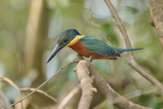 A kingfisher sits on a branch in a forest, surrounded by green nature, Red-breasted Kingfisher