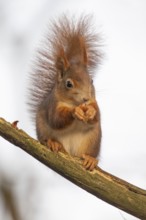 Squirrel (Sciurus vulgaris) sitting on a branch and holding a hazelnut in its paws,