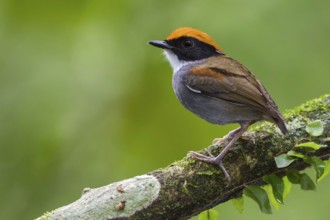 Black-cheeked Gnateater (Conopophaga melanops) perched on a branch in the Atlantic rainforest of