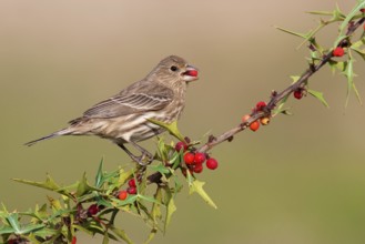 House Finch (Haemorhous mexicanus) female, Arizona, USA