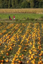 Pumpkin field, ripe pumpkins, shortly in front of harvest, near Neuss, North Rhine-Westphalia,