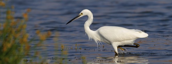 Little egret foraging, (Egretta garzetta) Salalah, Khawr Rawri, Dhofar, Oman