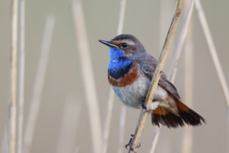 Bluethroat (Luscinia svecica cyanecula) male in reedbed, Netherlands