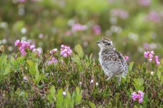 White-tailed Ptarmigan (Lagopus leucurus) in the alpine habitat of British Columbia, Canada