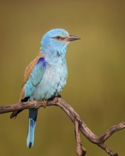 European Roller (Coracias garrulus) perched on a branch, Kiskunsag National Park, Hungary